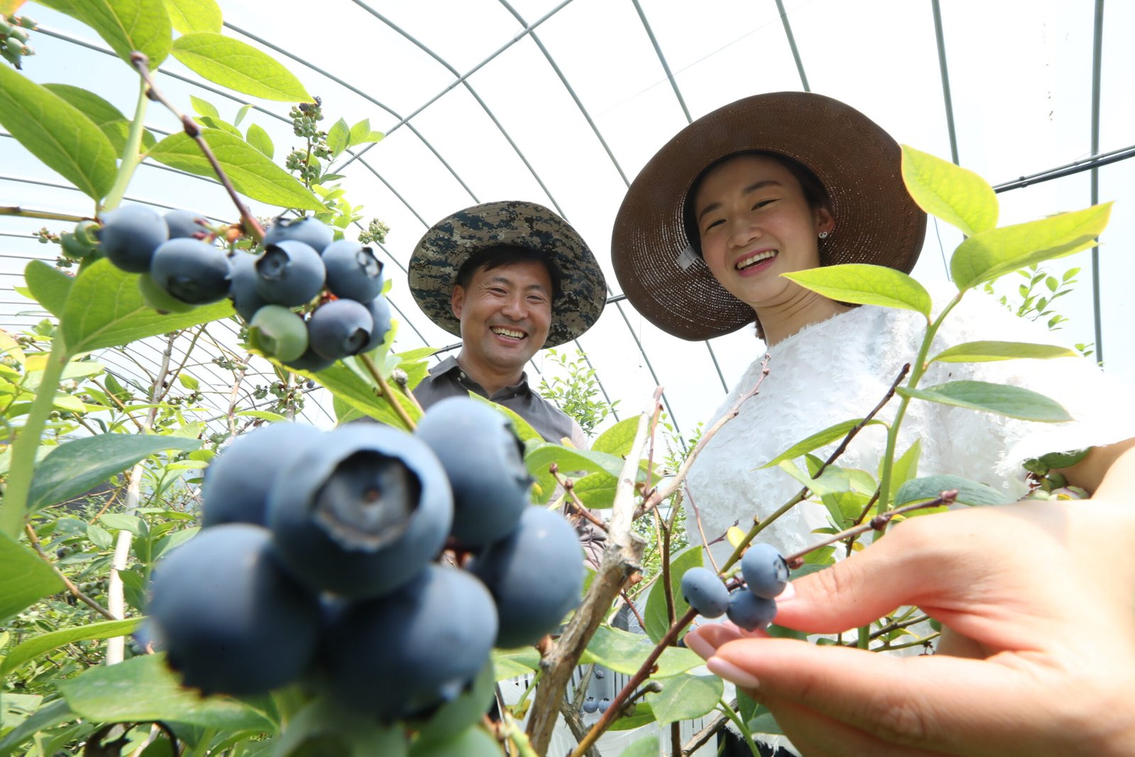 블루베리 수확 체험